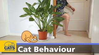  Cats and play  Cats Protection behaviour guides
