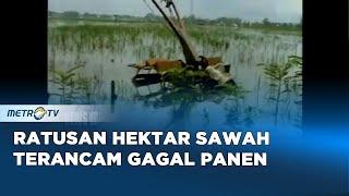 Ratusan Hektar Sawah Terancam Gagal Panen Akibat Banjir Di Kediri Dok.2008