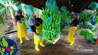 Proceso del Banano en Ecuador  Banana Process in Ecuador