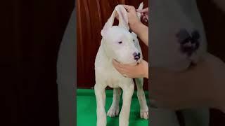 available for sale dogo Argentino