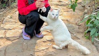 Worried mother cat thinking we stole her kittens because she already lost her one kitten