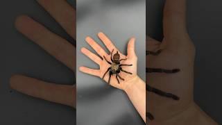 Baby Giant Tarantula @insectsquad_marv