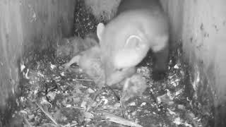 Marten Raids A Bird Box