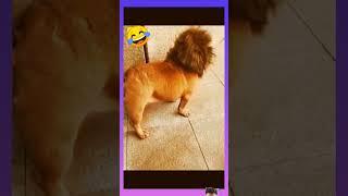 kutta hai tu kutta  #funny #shorts #video #viral #trending