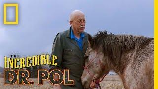 Horse Castration  The Incredible Dr. Pol