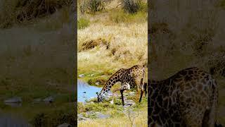 Tanzania Giraffes in Serengeti National Park #shorts #travel #wildlife