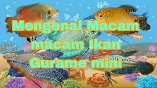 Mengenal Macam Macam Ikan Gurame Mini