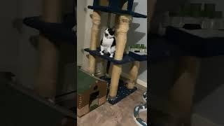 Crazy kittens doing crazy stuff