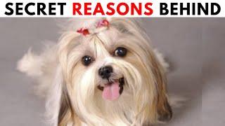 Why does Your Shih tzu Follow You Everywhere ? 14 Reasons Behind