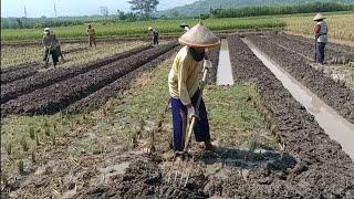 Cara membuat gulutan tanaman cabe yang mudah dan cepat