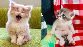 Baby Cats - Cute and Funny Cat Videos Compilation #25  Aww Animals