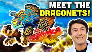 Talking Fish A Deeper Dive into Mandarin Gobies Scooter Blennies and Dragonets