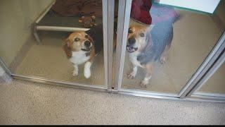 Humane Society for Hamilton County opens new animal shelter