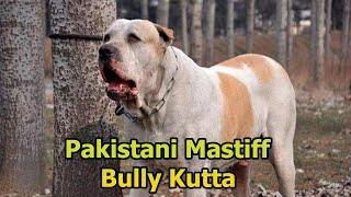 This Dog is More Dangerous Than a Pitbull in a Fight - Pakistani Mastiff   Bully Kutta