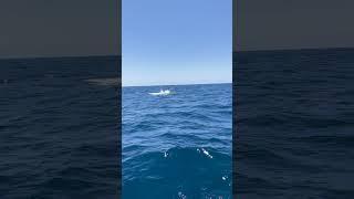  FISH ON  Black Marlin Sportfishing Cabo San Lucas MEX #shorts