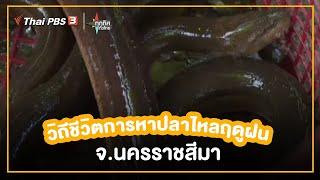 วิถีชีวิตการหาปลาไหลฤดูฝน จ.นครราชสีมา  อาชีพทั่วไทย