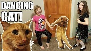 Dancing Cat Wont Stop  Funny & Cute  Babyteeth More