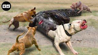 30 Dogs Trying to Save You Being Swallowed by a Python What Will Happen Next?  Wild Animals