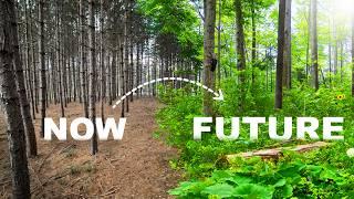 Transforming a Pine Plantation into Wildlife Paradise ep.1