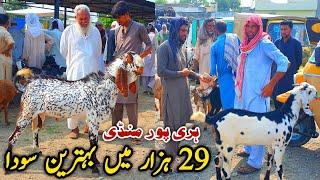 Today Haripur Bakra Mandi Latest Update 25 July 2024  Naseeb Ka Soda