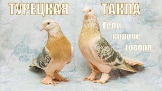 ТУРЕЦКАЯ ТАКЛАесли короче говоря...