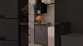 Curiosity killed the cat... Almost Watch as this cat gets trapped in the box