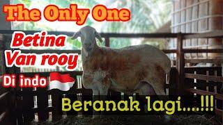 Domba Van rooy fullblood betina satu satunya di indonesia  Beranak lagi...