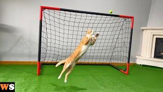 Goalkeeper Cat Got Snubbed from World Cup