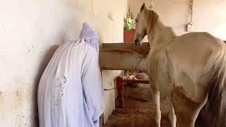 women animal horse meeting cross enjoy video successfully