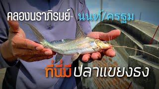 ปลาแขยงธง คลองนราภิรมย์ กับหมายเดิมที่เปลี่ยนไป @fishingcook7630