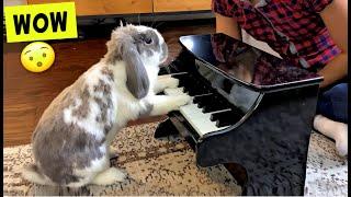 I taught my Rabbit Piano