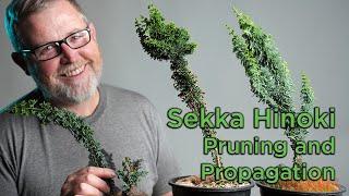 Bonsaify  Sekka Hinoki Pruning and Propagation