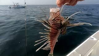 WHAT DID I CATCH??  OFFSHORE FISHING NE FLORIDA