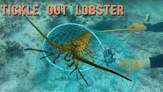 How to Tickle Spiny Lobster out of a Hole or Ledge