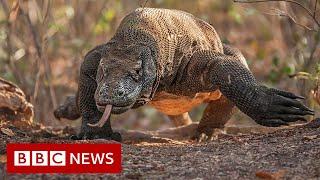 The fight for Dragon Island - BBC News