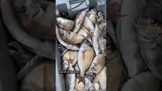 Hundreds of Pounds Commercial Porgy Fisherman Day in the Life #shorts #fishing