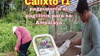 Pagpupunla at paglilinis para sa Ampalaya  Calixto f1.