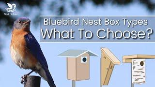 What Type of Bluebird House To Choose   Amazon Options with Recommendations