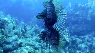 Lion King Invasive lionfish Pterois sp. agonistic behavior observations