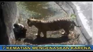 Kematian Yang Mengenaskan Karena Hewan Buas On The Spot Trans 7 Terbaru 12 Agustus 2017