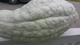 How to open a HUGE Blue Hubbard Squash