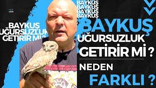 BAYKUŞ UĞURSUZLUK GETİRİR Mİ ?  BAYKUŞ NEDEN FARKLIDIR ?  Talha Uğurluel