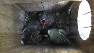 tit-cuckoo feeding in nest box