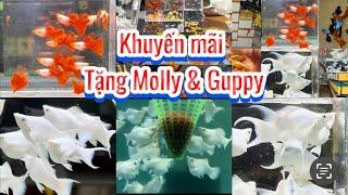 Khuyến Mãi Tặng Tất Cả Dòng Cá bên Trại  Molly Short Đuôi Én Và Cá 7 Màu Giá Rẻ