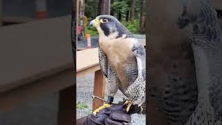 Pelés backstory #peregrinefalcon #wildlifeconservation #backstory