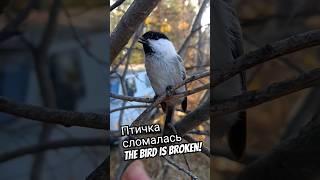 Птичка сломалась the bird is broken #птичка #белочка #angrybirds #bird #yakutia