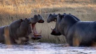 Eight Unmissable Hippo Moments  BBC Earth