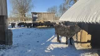 Галловеи Тверской области