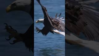 Eagle catches a fish