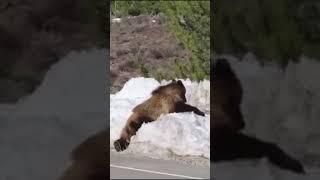 Grizzly Bear Cub Scratches Itself Against A Snow Bank #yellowstonenationalpark #wildlife #nature